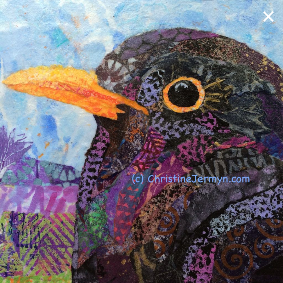 Irish Blackbird